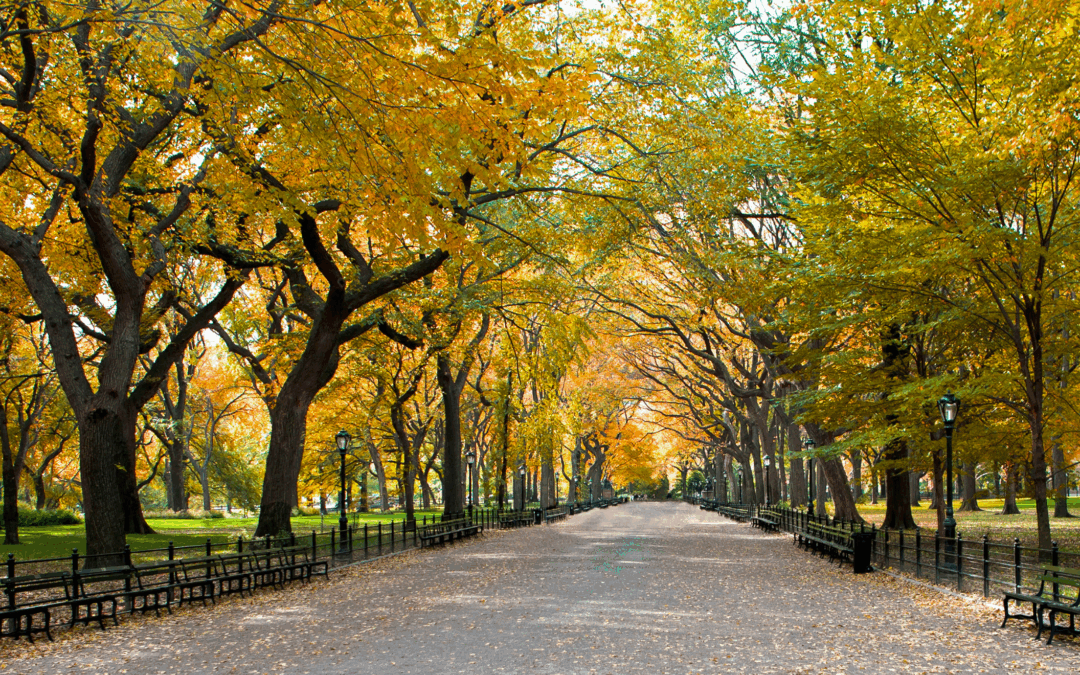 A Complete Guide to Central Park: Must-See Sights and Tips